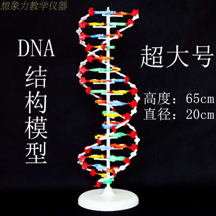 dna结构模型 大号 dna双螺旋结构模型 高中生物实验器材 教学仪器