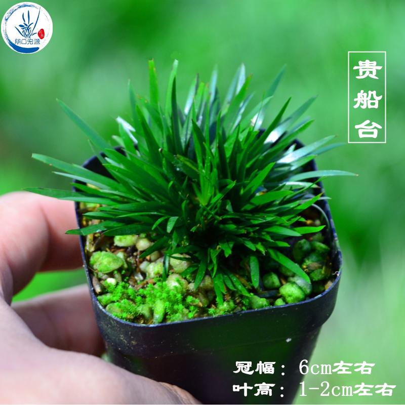Shi Jin calamus Japan Orthodox school bonsai gold Berth Tiger must Money a decoration Botany Decorationin the Flower delivery/Flowers simulation/Plants gardening , Creative mini-plant category - from Buy2taobao.com to provide professional Taobao agent buy service