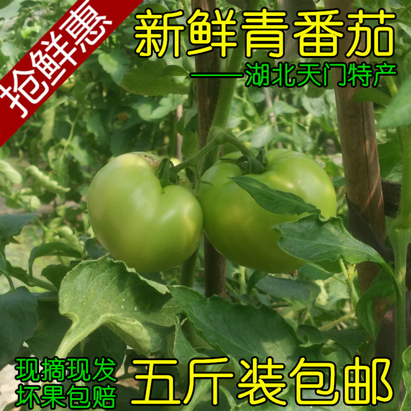 fresh tomato Hubei Tianmen specialty Farm tomato Green Tomato Sweet and sour pregnant woman Vegetables fruitin the Aquatic meat/Fresh fruits and vegetables/Cooked , Fresh vegetables/Vegetable products , Fresh vegetables , Other category - from Buy2taobao.com to provide professional Taobao agent buy service