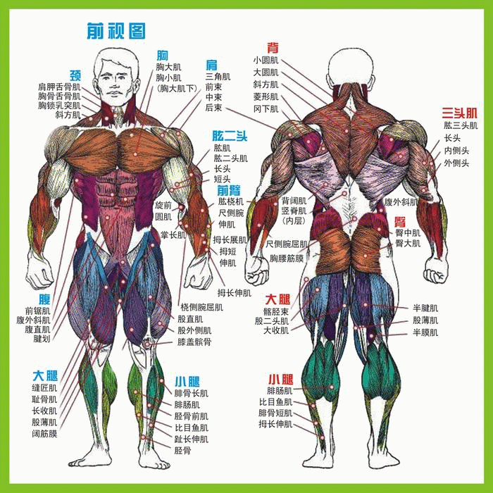 健身房用 健身肌肉名称图 健身肌肉名称挂图 大图 0.