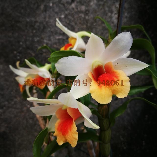Den. Bella Maree‘贝拉玛丽’石斛兰 洋兰 兰花|msdalam kategori penghantaran bunga/bunga simulasi/tumbuhan berkebun, bunga/Tumbuh-tumbuhan tumbuh-tumbuhan pasu (baru), bunga - dari Buy2taobao.com untuk memberikan perkhidmatan ejen Taobao profesional membeli