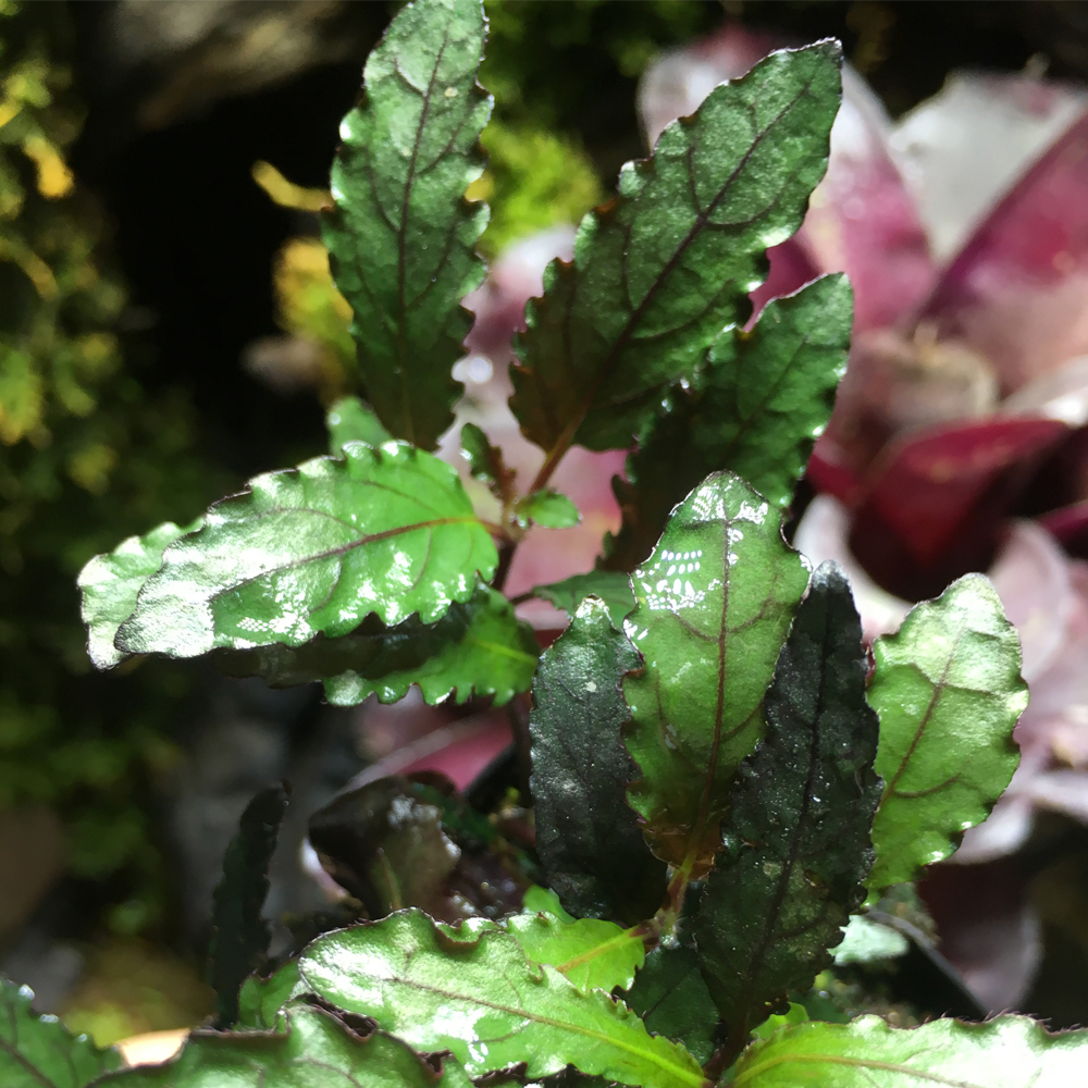 Pepper Creeping Hemigraphis repanda Aquatic foliage Rainforest Botanyin the Flower delivery/Flowers simulation/Plants gardening , Flowers/Potted plants (New) , Plants category - from Buy2taobao.com to provide professional Taobao agent buy service