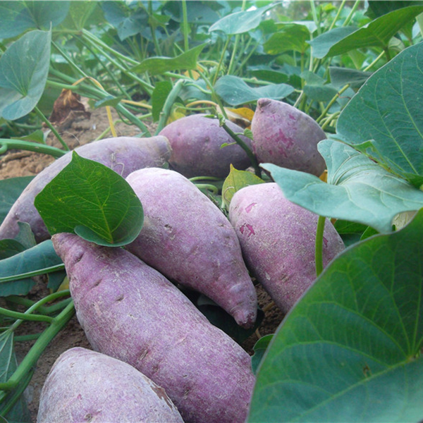fresh sweet potatoin the Aquatic meat/Fresh fruits and vegetables/Cooked , Fresh vegetables/Vegetable products , Fresh vegetables , Sweet potato category - from Buy2taobao.com to provide professional Taobao agent buy service