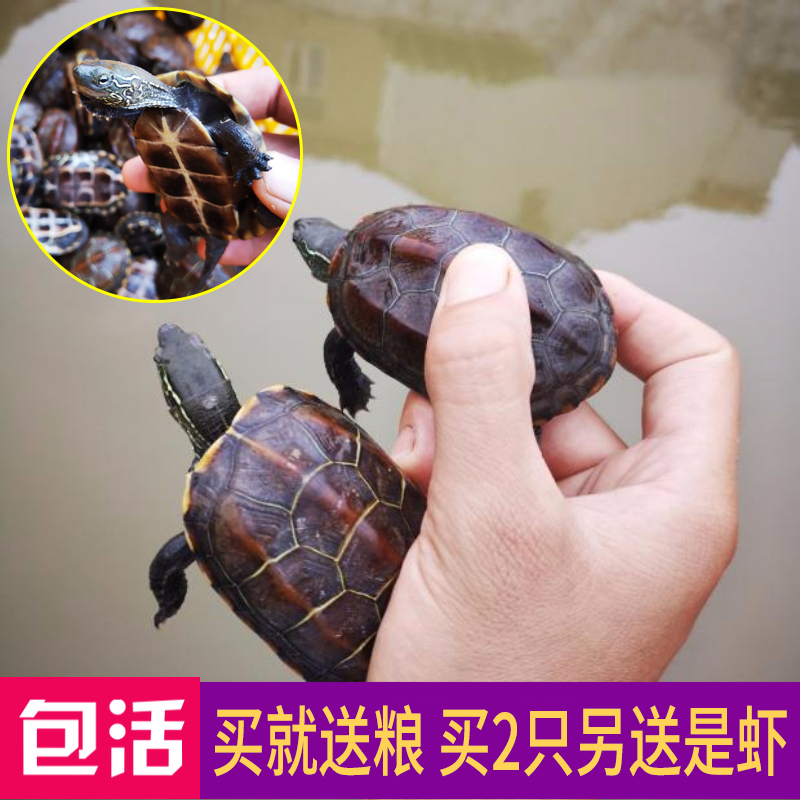 活体 巴西龟炫彩卡通草龟中华金线龟观赏龟情侣龟地摊宠物包邮|ruв категории животное/Животное питание и принадлежностей, аквариум мира, черепаха/черепаха - от Buy2taobao.com для оказания профессиональной услуги покупки агента Taobao
