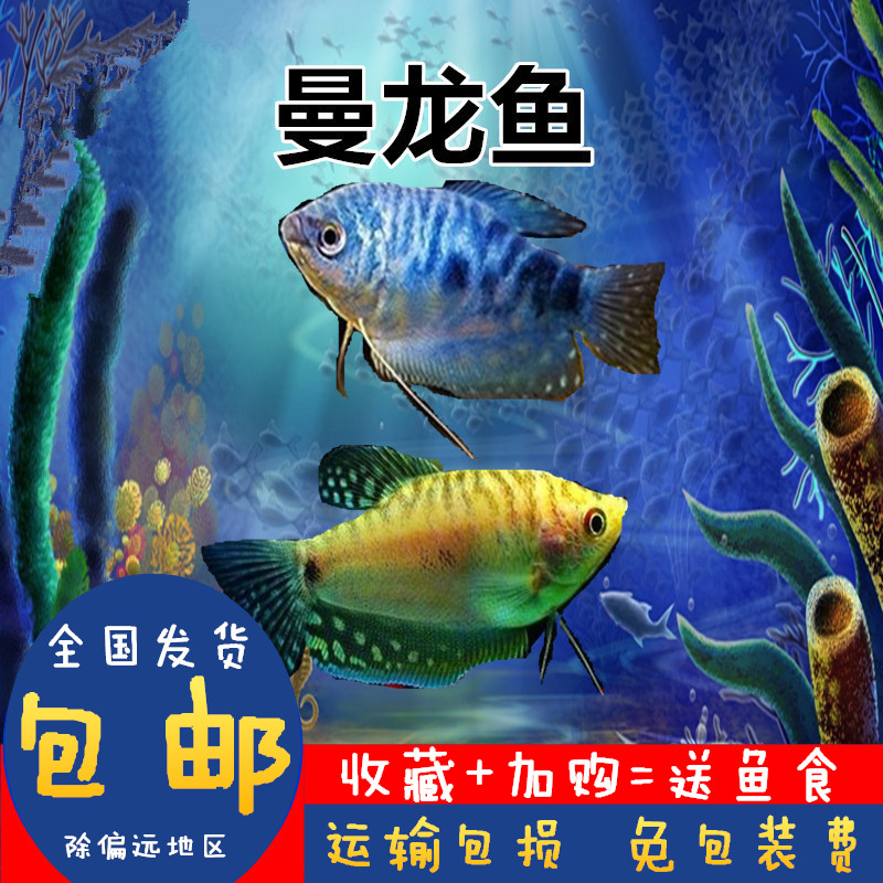 曼龙鱼活体小型好养耐活鱼淡水鱼繁殖最快的鱼冷水小观赏鱼好养活|ruв категории животное/Животное питание и принадлежностей, аквариум мира, рыба - от Buy2taobao.com для оказания профессиональной услуги покупки агента Taobao