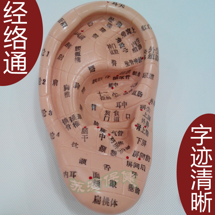 中界经络通耳穴模型 国际标准耳穴模型/耳针模型耳穴位模型17cm|ruв категории личный уход/Здравоохранение/массажное оборудование, массажное оборудование, Другие массажное оборудование - от Buy2taobao.com для оказания профессиональной услуги покупки агента Taobao