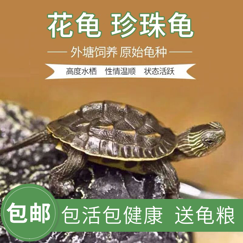 小乌龟珍珠龟六线草龟花龟苗活体宠物龟水龟长寿龟观赏龟中华花龟|ruв категории животное/Животное питание и принадлежностей, аквариум мира, черепаха/черепаха - от Buy2taobao.com для оказания профессиональной услуги покупки агента Taobao