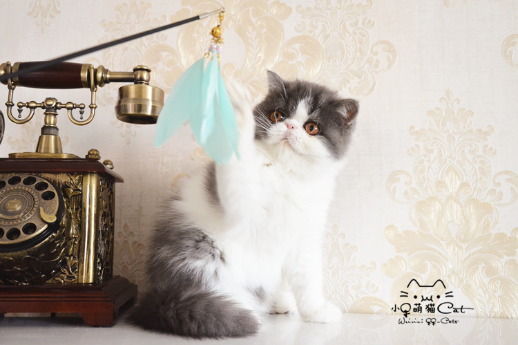 喵仙儿实木逗猫棒伸缩延长逗猫棒逗猫杆鸡毛羽毛猫玩具猫用品鸡毛|ruв категории животное/Животное питание и принадлежностей, кошка/собака игрушка, дразнить кошка стержень - от Buy2taobao.com для оказания профессиональной услуги покупки агента Taobao
