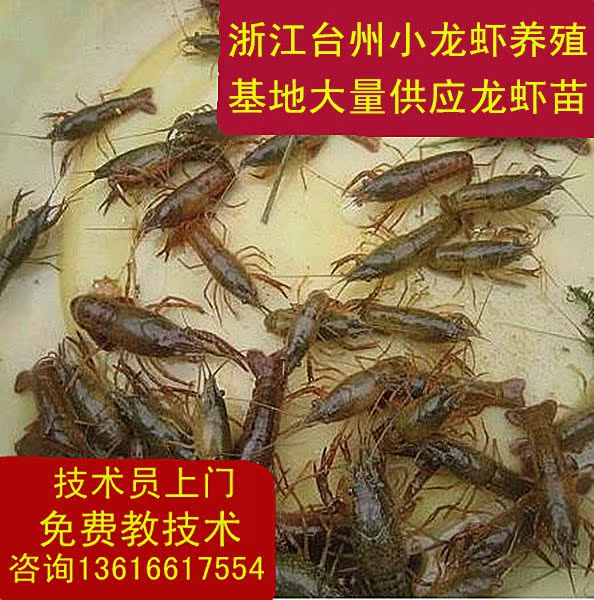 淡水小龍蝦苗 小龍蝦種蝦供應 種苗銷售 活體小龍蝦苗在類目 寵物/寵物食品及用品, 水族世界, 蝦中 - 來自Buy2taobao.com提供專業的淘寶代購服務