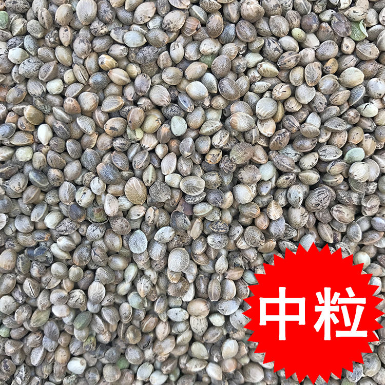 麻子麻籽火麻仁中颗粒鹦鹉鸟食鸟粮饲料仓鼠粮鸽子粮食 500g在类目 宠物/宠物食品及用品, 鸟类及用品, 鸟食中 - 来自Buy2taobao.com提供专业的淘宝代购服务