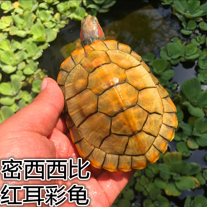 小乌龟 活体 宠物龟 黄金龟 黄金巴西龟家养小乌龟 招财辟邪在类目 宠物/宠物食品及用品, 水族世界, 龟/鳖中 - 来自Buy2taobao.com提供专业的淘宝代购服务