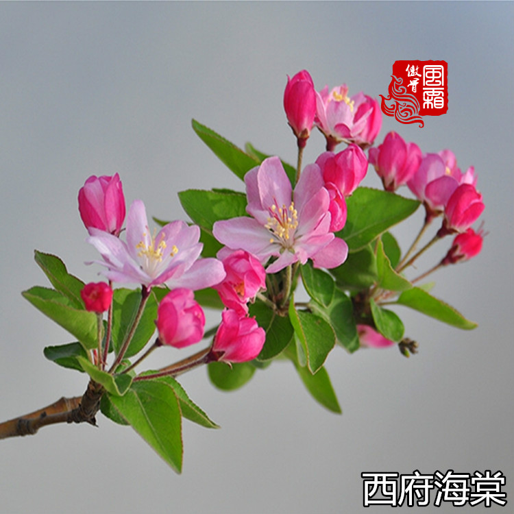 West House Begonia Sapling Cold-resistant Courtyard Villa plant Green Tree engineering Flowers West Begonia Flower seedlingsin the Flower delivery/Flowers simulation/Plants gardening , Garden Plants/Trees/Fruit tree, Trees/Arbor category - from Buy2taobao.com to provide professional Taobao agent buy service