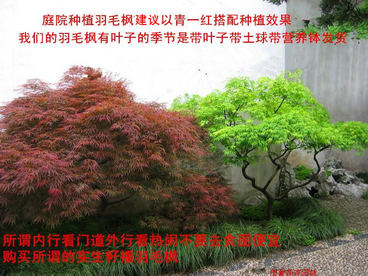 珍稀日本羽毛枫树苗青绿红羽毛枫大苗户外种植庭院树红枫树苗地栽|msdalam kategori penghantaran bunga/bunga simulasi/tumbuhan berkebun, 花园植物/行道树/果树, 行道树/乔木 - dari Buy2taobao.com untuk memberikan perkhidmatan ejen Taobao profesional membeli