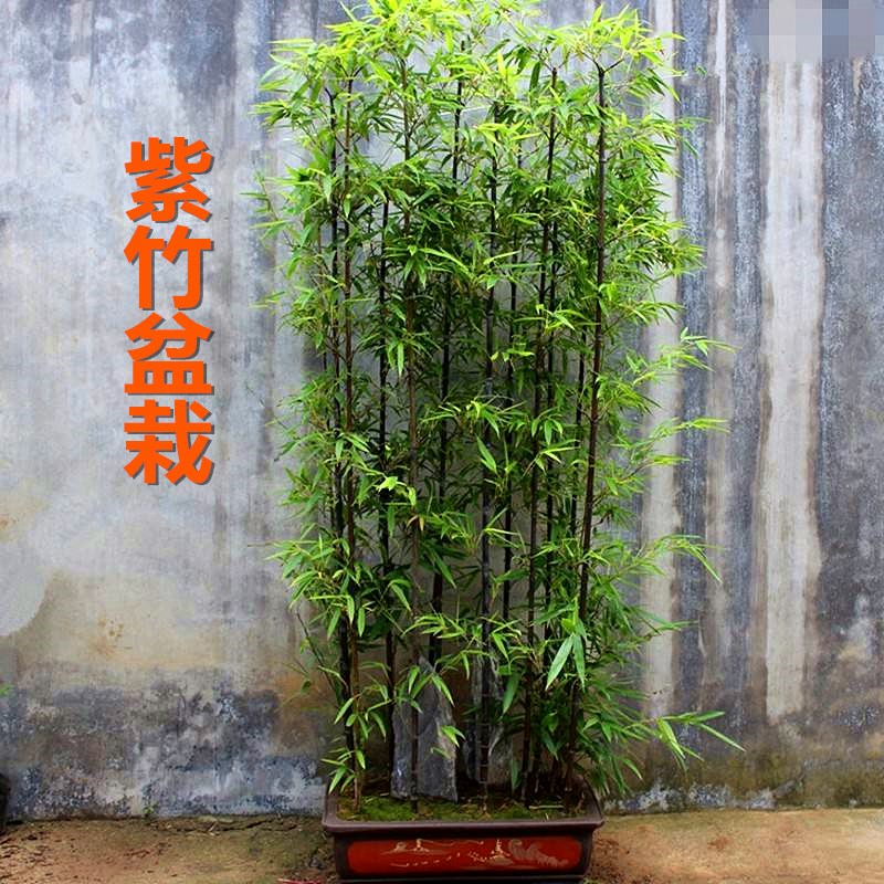 庭院四季常青绿植绿篱屏风黄金竹子紫竹青竹苗金镶玉竹毛竹竹根牙|msdalam kategori penghantaran bunga/bunga simulasi/tumbuhan berkebun, 花园植物/行道树/果树, 观叶 /花灌木 - dari Buy2taobao.com untuk memberikan perkhidmatan ejen Taobao profesional membeli