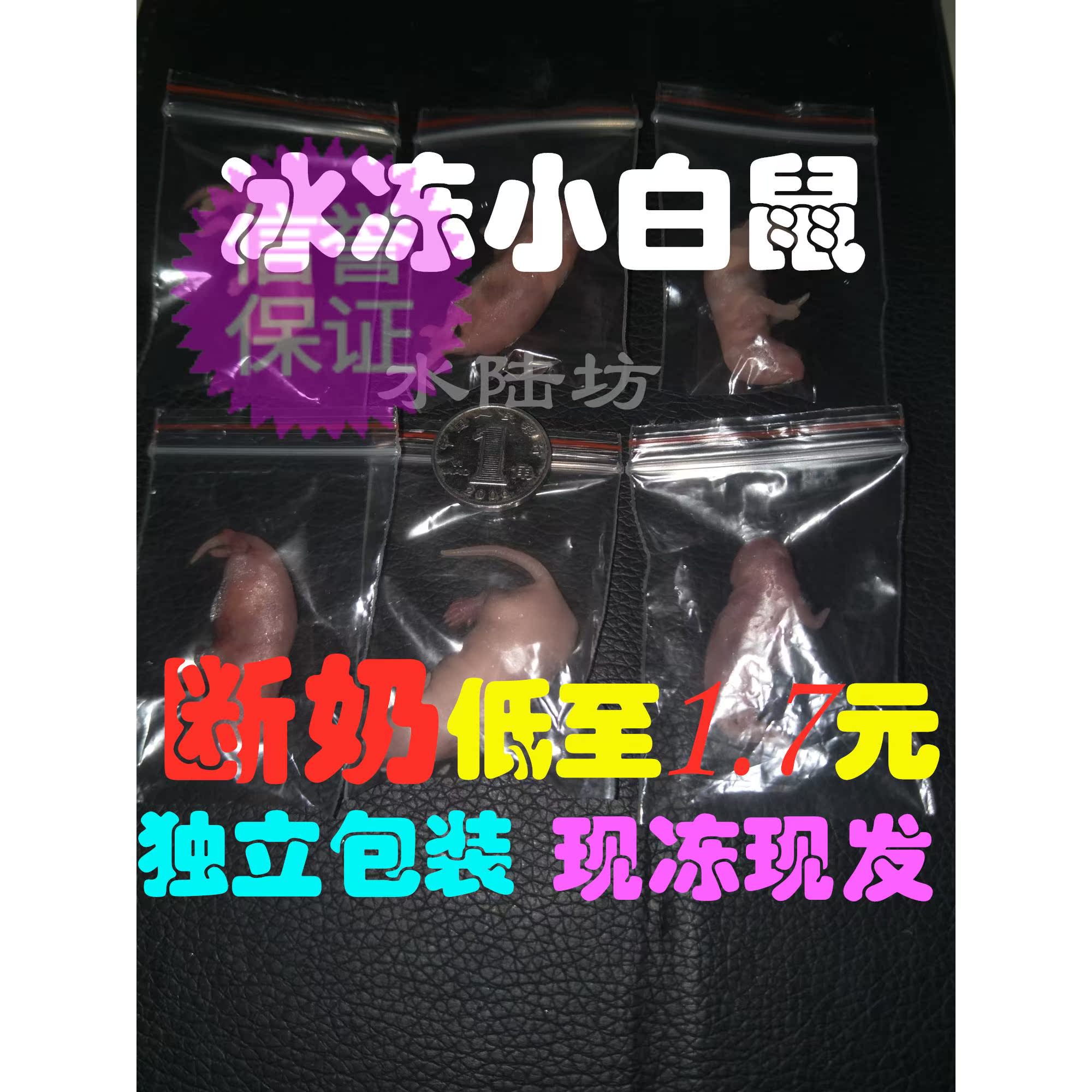 冰冻乳鼠红皮粉皮断奶小白鼠活的繁殖组爬宠活体活体饲料独立包装在类目 宠物/宠物食品及用品, 爬虫/鸣虫及其用品, 爬虫/鸣虫食物中 - 来自Buy2taobao.com提供专业的淘宝代购服务