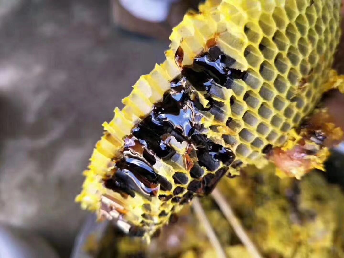 Yunnan wild Alpine Honey Black 500g Regiment flower Virgin forest Rare honeyin the Traditional nourishing food , Honey category - from Buy2taobao.com to provide professional Taobao agent buy service