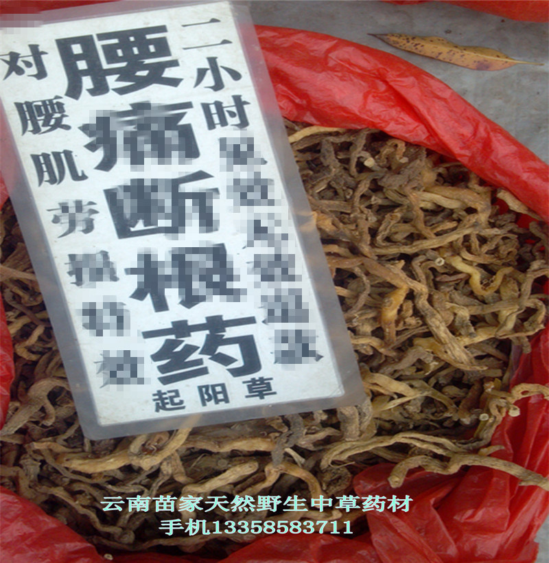 起阳草:云南苗家腾冲特产 滋补 中草药 中药材泡酒料药酒料500克|msdalam kategori makanan berkhasiat tradisional, Lain tonik tradisional, Lain tonik tradisional - dari Buy2taobao.com untuk memberikan perkhidmatan ejen Taobao profesional membeli