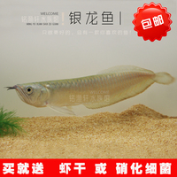 鱼-帆帝王黄金三包邮百草园水族馆 泰国斗鱼 马