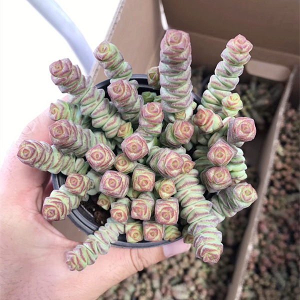 钱串 多肉植物 钱串老桩 景天多肉植物组合桌面盆栽 大棚直销|ruв категории Домашний быт, ваза/цветок/искусственные цветы/моделирование украшения, бонсай моделирования растений - от Buy2taobao.com для оказания профессиональной услуги покупки агента Taobao