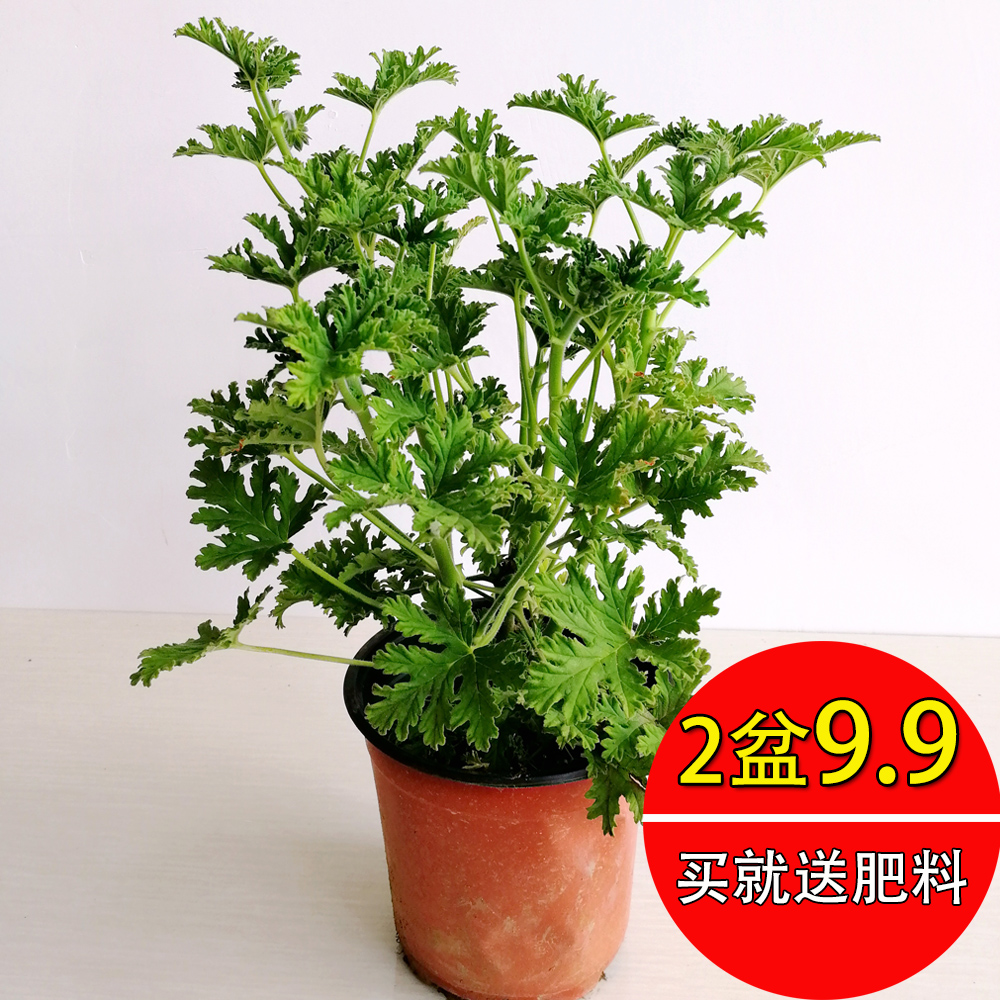 迷迭香盆栽驱蚊草神奇盆栽驱蚊草苗驱蚊草室内植物包邮|ruв категории доставка цветов/цветок моделирования/растения садоводства, цветок/растения в горшках (новый), растения - от Buy2taobao.com для оказания профессиональной услуги покупки агента Taobao
