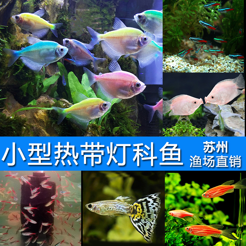 热带淡水小型鱼灯科活体观赏鱼斑马孔雀群游鱼三角宝莲红绿灯包邮在类目 宠物/宠物食品及用品, 水族世界, 鱼中 - 来自Buy2taobao.com提供专业的淘宝代购服务
