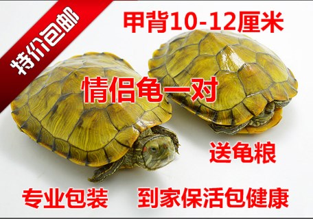 大巴西龟彩龟乌龟活体宠物龟水陆龟招财龟一对10-11厘米在类目 宠物/宠物食品及用品, 水族世界, 龟/鳖中 - 来自Buy2taobao.com提供专业的淘宝代购服务