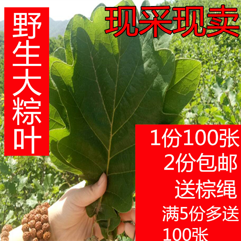 槲叶 新鲜粽叶粽子叶 高山野生槲叶菠萝叶 玻璃叶 柞树叶现采现卖|ruв категории зерно риса/север и Юг сухих грузов/приправы, север и Юг сухих грузов/мясо сухих грузов, сухогрузный/родной, другие - от Buy2taobao.com для оказания профессиональной услуги покупки агента Taobao