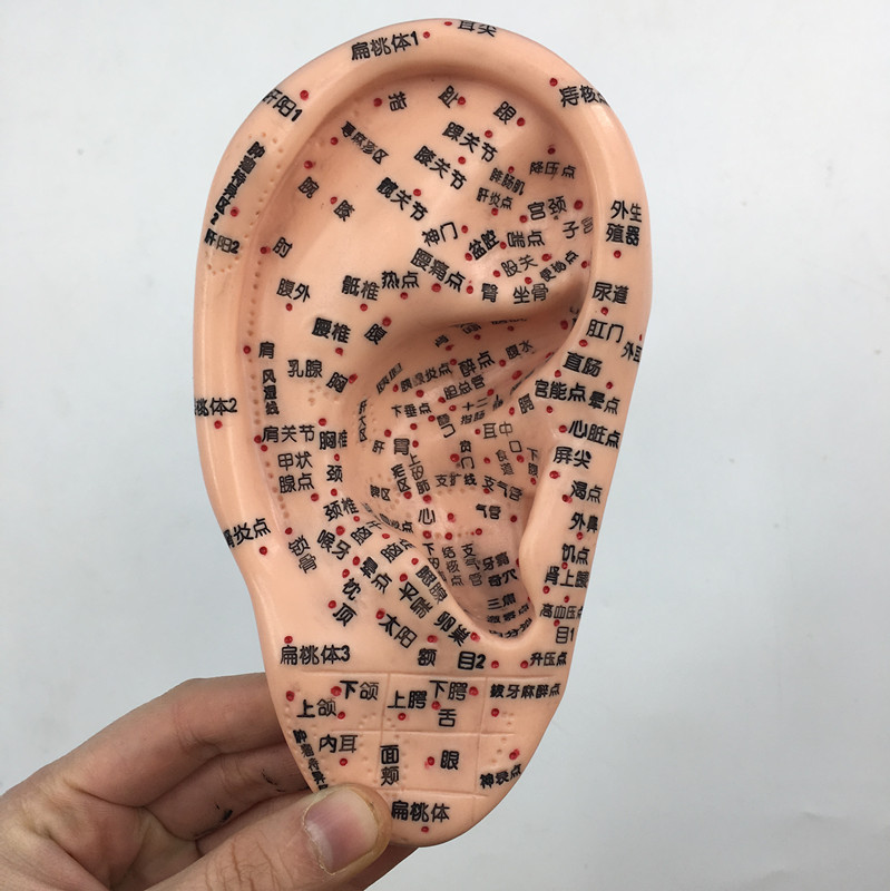 13CM Ear acupuncture model,acupuncture teaching Model human body Ears acupoint Model Ears massage Practicein the Toy/Childs/Puzzle/Building block/Model , Static model , Other model toys category - from Buy2taobao.com to provide professional Taobao agent buy service
