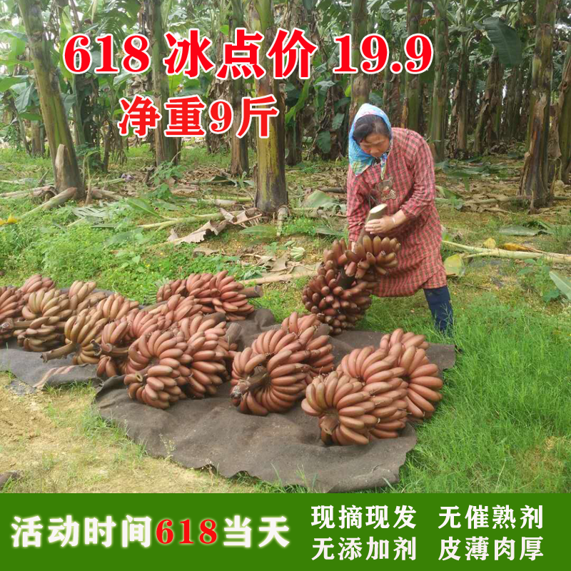 红香蕉10斤广西新鲜应季水果苹果芭蕉蕉小米蕉牛奶海南红皮蕉包邮在类目 水产肉类/新鲜蔬果/熟食, 新鲜水果, 香蕉中 - 来自Buy2taobao.com提供专业的淘宝代购服务