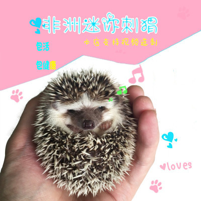 刺猬活體幼崽活物自家繁殖小寵物刺猬寶寶包活包健康非洲迷妳刺猬在類目 寵物/寵物食品及用品, 其它寵物, 其它寵物中 - 來自Buy2taobao.com提供專業的淘寶代購服務
