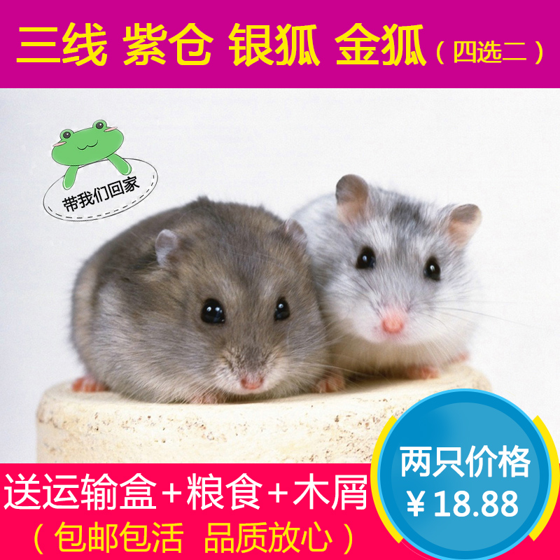 Pets Little hamster living thing Watkins Bear Silver fox Purple positions Three line 2 Pets Bear Package Discountin the Pet/Pet food and supplies , Class pet hamsters and other small , Hamsters category - from Buy2taobao.com to provide professional Taobao agent buy service