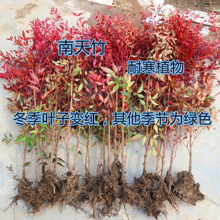 南天竹苗盆景红天竺苗庭院绿化植物红叶植物耐寒南天竹苗盆栽在类目 鲜花速递/花卉仿真/绿植园艺, 花园植物/行道树/果树, 观叶 /花灌木中 - 来自Buy2taobao.com提供专业的淘宝代购服务
