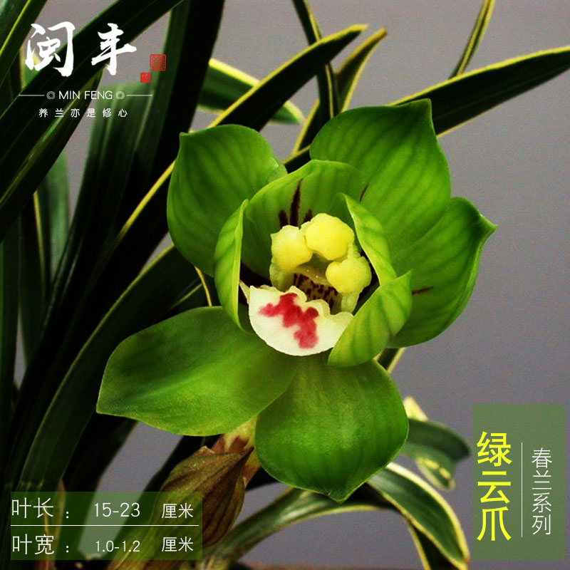 Famous and precious Cymbidium Chunlan Empress Irene highly flavored type Phnom Penh Famous and precious Bud flowers and plants Botanyin the Flower delivery/Flowers simulation/Plants gardening , Flowers/Potted plants (New) , Flowers category - from Buy2taobao.com to provide professional Taobao agent buy service
