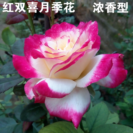 大花浓香型月季玫瑰花苗红双喜月季花 丰花月季盆栽绿植 多季开花在类目 鲜花速递/花卉仿真/绿植园艺, 花园植物/行道树/果树, 观叶 /花灌木中 - 来自Buy2taobao.com提供专业的淘宝代购服务
