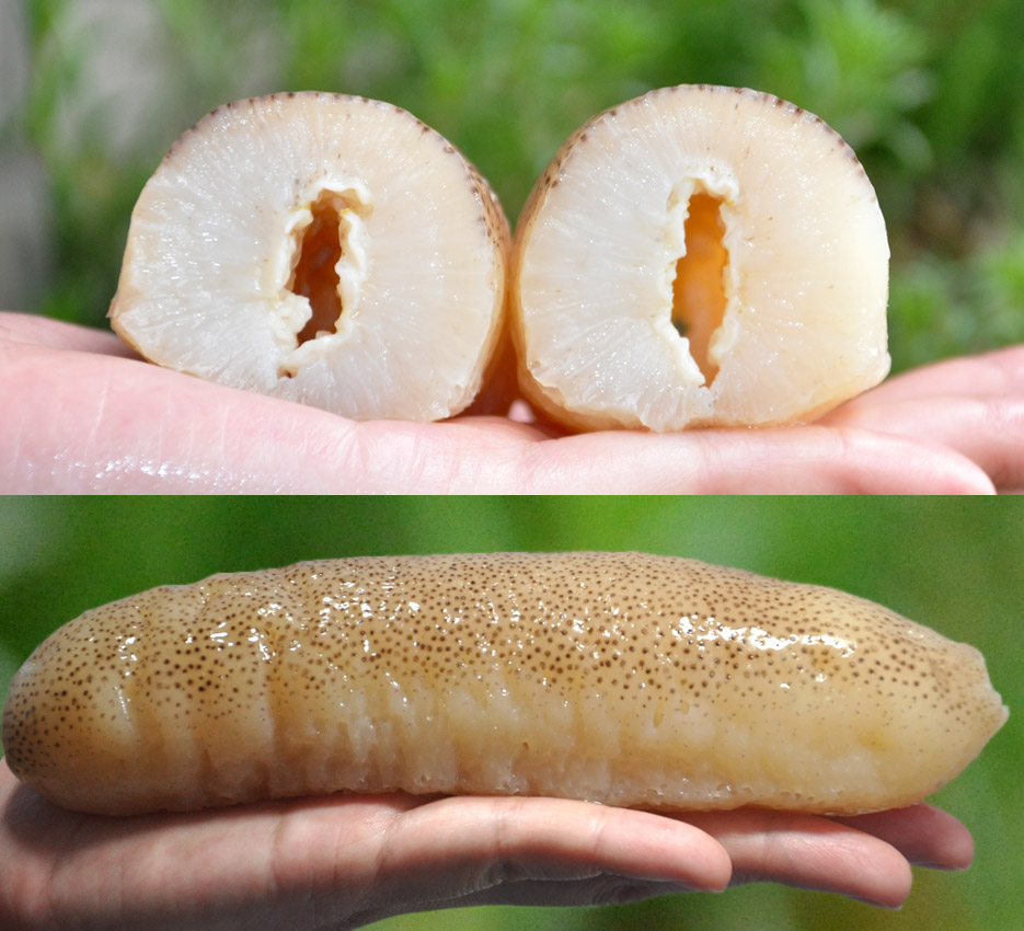 Bare. Australia sea cucumber Radix Imported Wild sea cucumber Dried sea cucumber Deep sea Seafood 250 Non - Liao Shenin the Aquatic meat/Fresh fruits and vegetables/Cooked , Seafood/Aquatic/Product , Sea cucumber category - from Buy2taobao.com to provide professional Taobao agent buy service