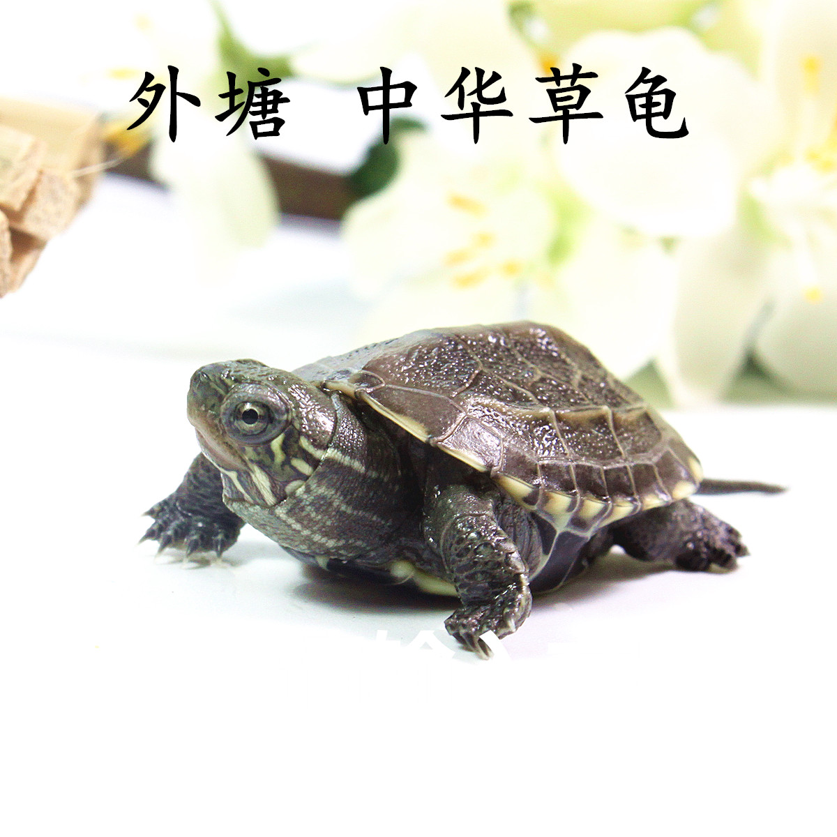 The Chinese people Tortoise seedlings Longevity turtle Mexican turtle Gold turtle living thing Pets Tortoise Terrapins Lucky Turtle Town housein the Pet/Pet food and supplies , Aqua World , Turtle/Turtle category - from Buy2taobao.com to provide professional Taobao agent buy service