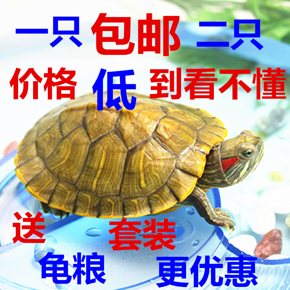 children kindergarten Pets Little Brazil turtle living thing Terrapins living thing Tortoise Brazil Color turtle Free of charge packingin the Pet/Pet food and supplies , Aqua World , Turtle/Turtle category - from Buy2taobao.com to provide professional Taobao agent buy service