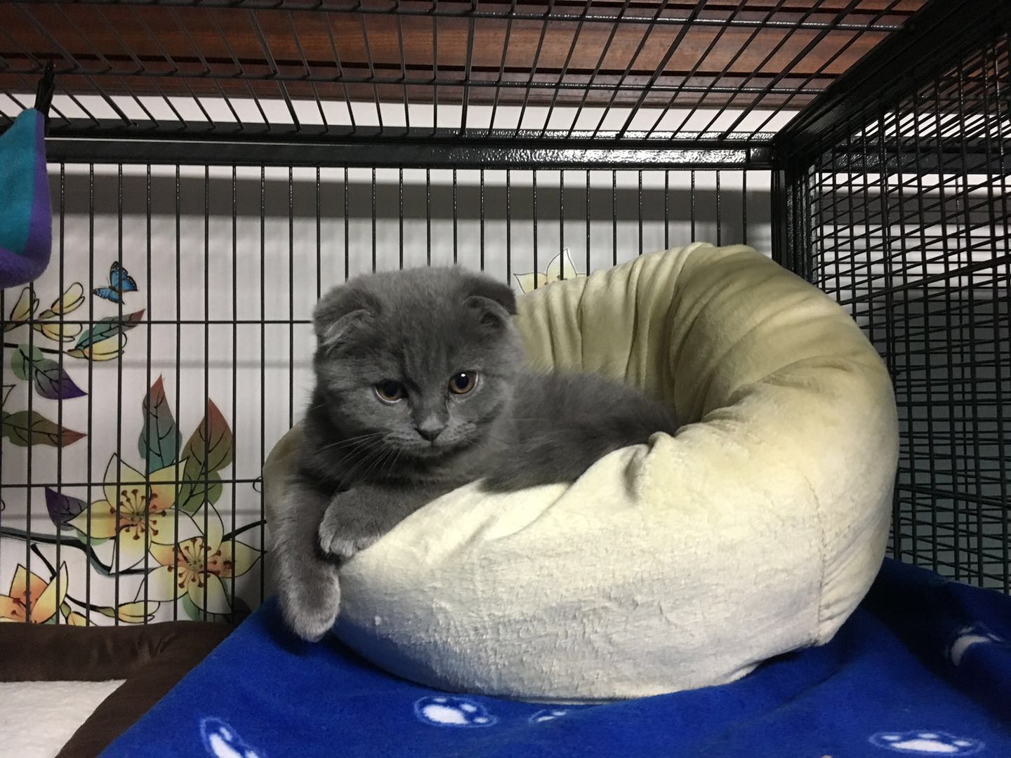 美国中西猫咪用品猫窝深度睡眠四季通用宠物猫垫子睡觉用不粘毛啊在类目 宠物/宠物食品及用品, 猫/狗日用品, 窝/屋/帐篷中 - 来自Buy2taobao.com提供专业的淘宝代购服务
