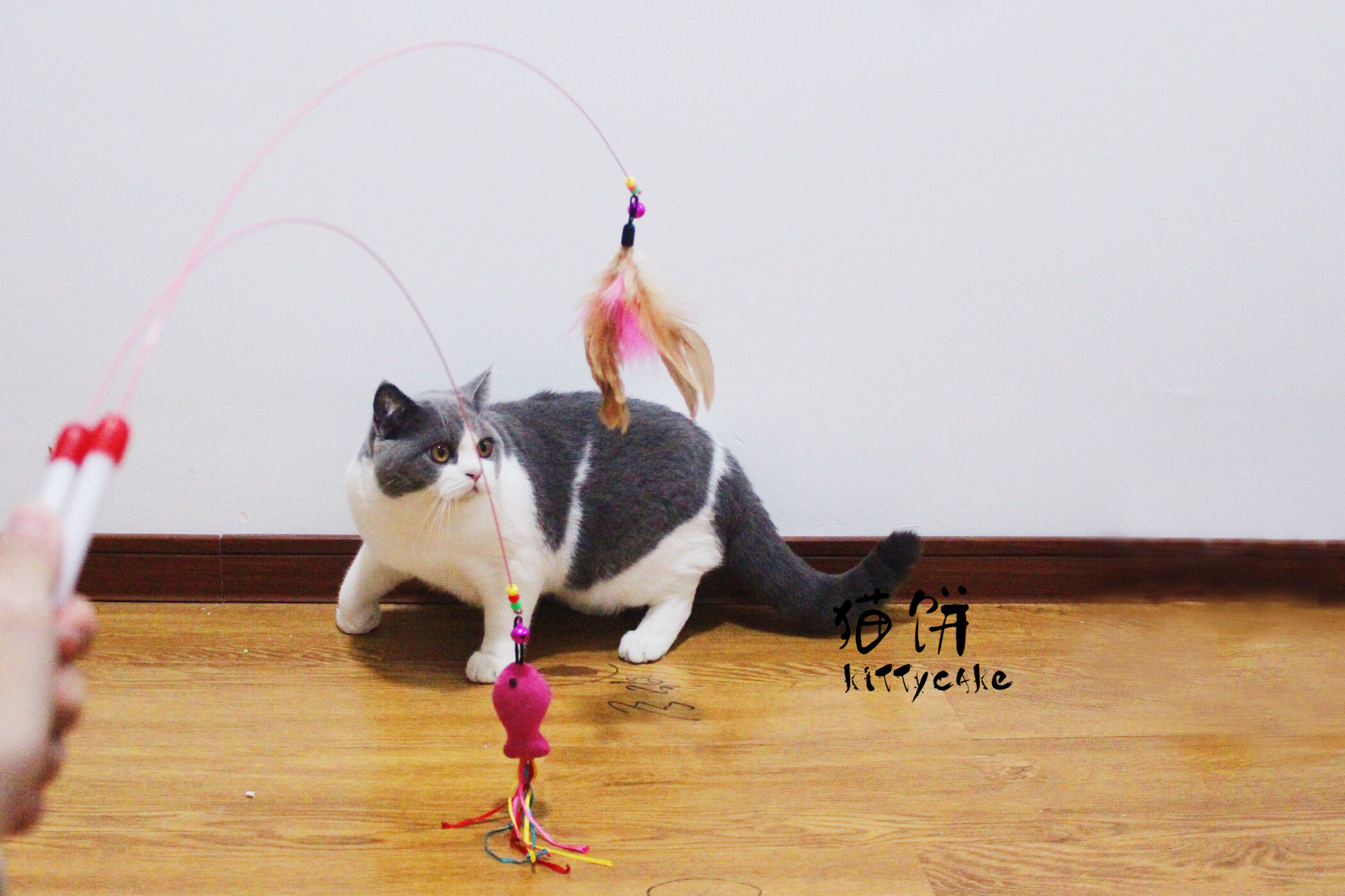 钢丝款逗猫棒羽毛铃铛逗猫棒长款弹性逗猫棒大鸟空中飞宠物猫玩具在类目 宠物/宠物食品及用品, 猫/狗玩具, 逗猫棒中 - 来自Buy2taobao.com提供专业的淘宝代购服务