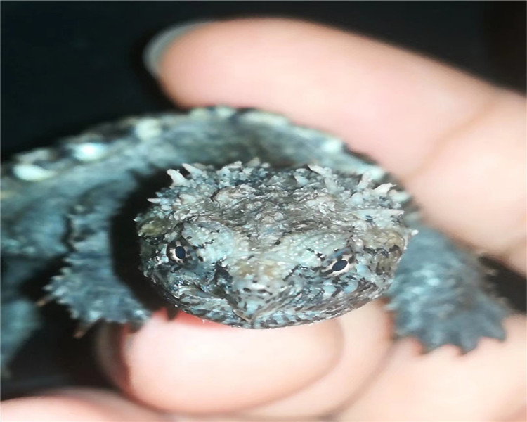 包邮 原种纯佛鳄 小鳄龟 白金佛 鳄龟苗活体 纯佛 鳄龟在类目 宠物/宠物食品及用品, 水族世界, 龟/鳖中 - 来自Buy2taobao.com提供专业的淘宝代购服务