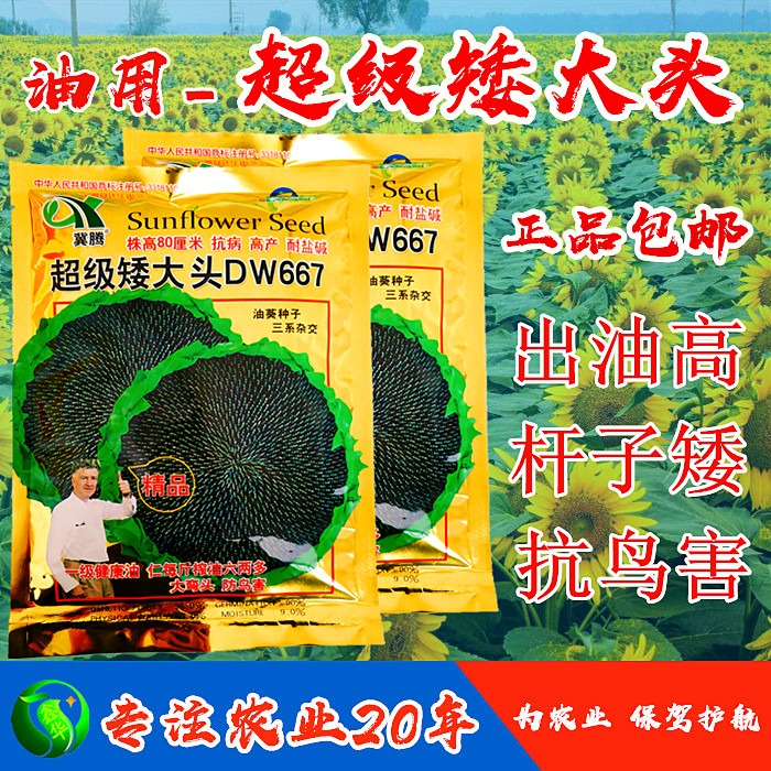 美国超级矮大头DW667高产出油率高油葵种子向日葵出油王葵花籽|ruв категории сельскохозяйственных материалов, семена/саженцы, семян овощей - от Buy2taobao.com для оказания профессиональной услуги покупки агента Taobao