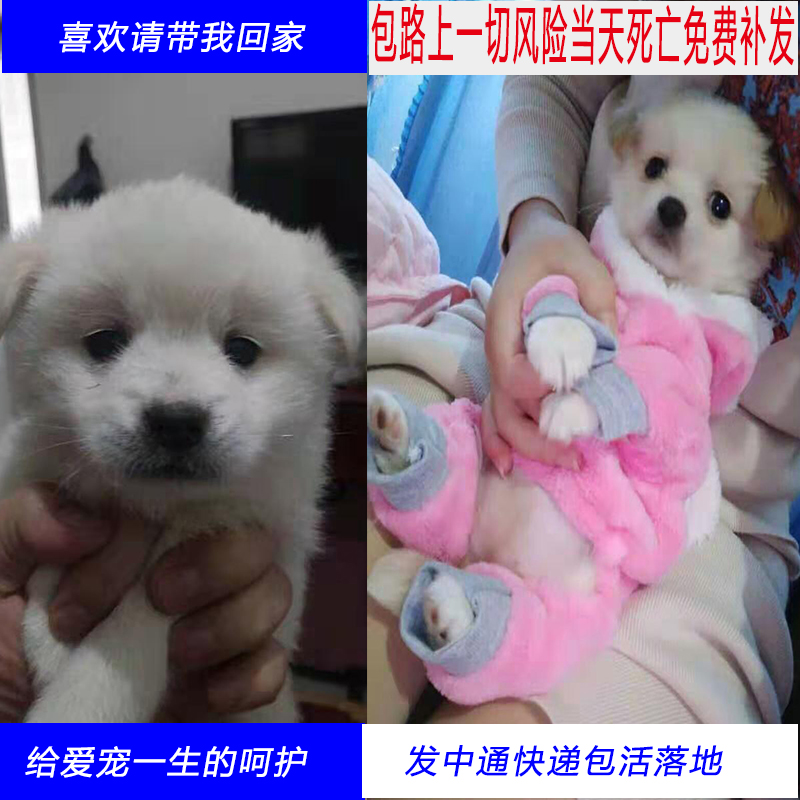 真的小狗泰迪比熊活狗串串狗家养白色杂交田园幼犬小型卷毛哈巴狗|msdalam kategori haiwan peliharaan/makanan haiwan dan bekalan, hamsters kelas haiwan peliharaan dan lain-lain kecil, babi - dari Buy2taobao.com untuk memberikan perkhidmatan ejen Taobao profesional membeli