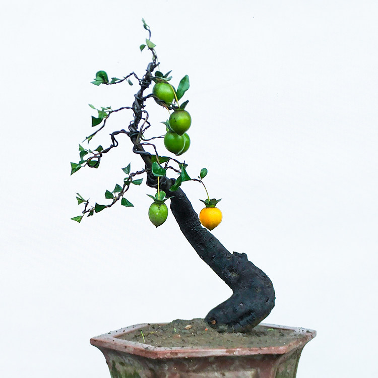 金弹子盆景挂果母桩古桩盆景树桩金弹子金蛋子盆景母桩低价盆景