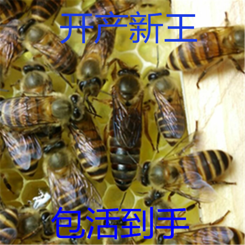中蜂蜂王种王优质种良种高产蜜蜂蜂王活体产卵新蜂王双色杂交在类目 传统滋补营养品, 蜂产品, 养蜂工具中 - 来自Buy2taobao.com提供专业的淘宝代购服务