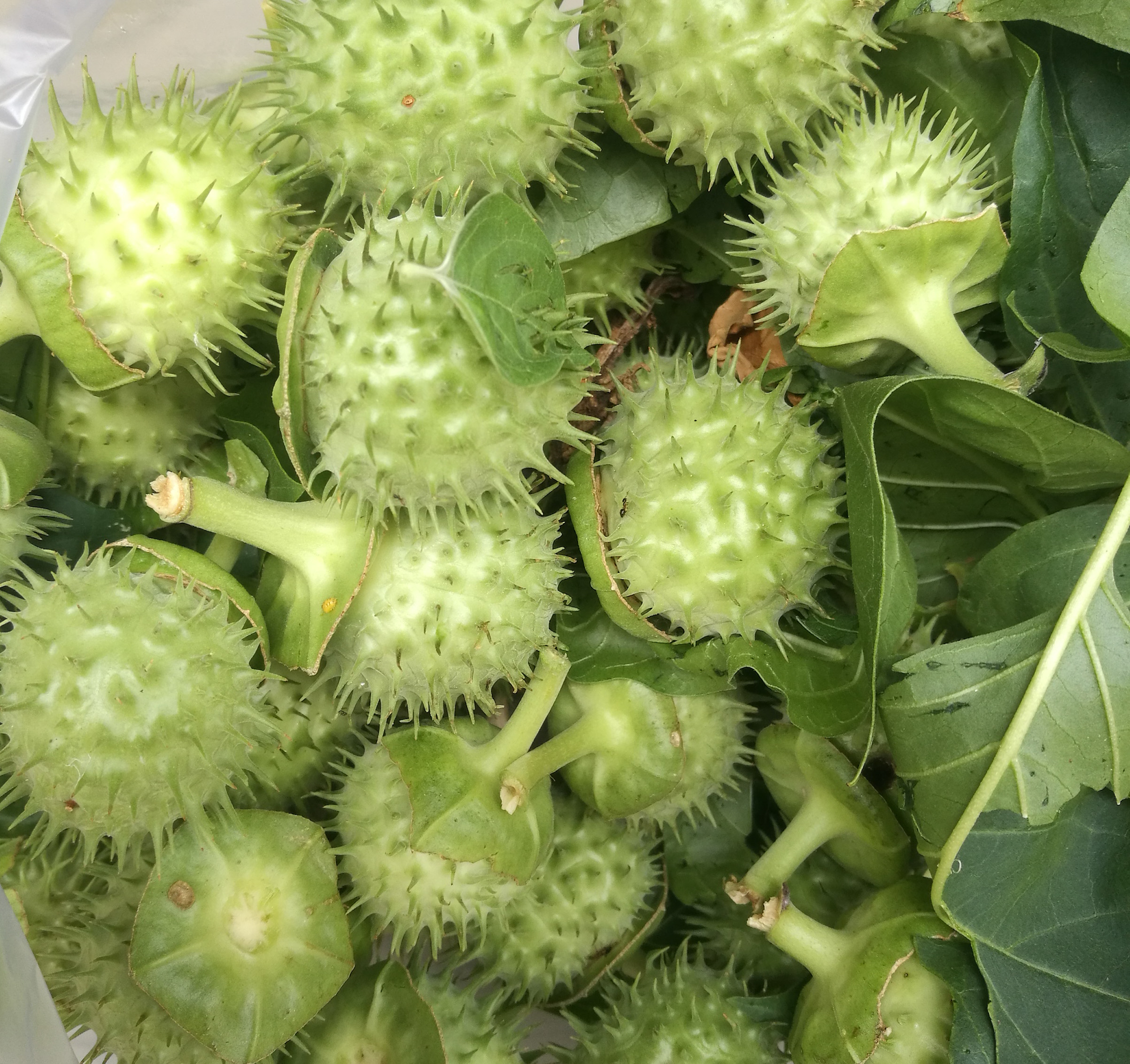 野生白花曼陀罗果 新鲜曼陀罗花根茎苗都有|msdalam kategori makanan berkhasiat tradisional, Ubat-ubatan dan makanan yang boleh dimakan, Lain Perubatan dan Makanan yang boleh dimakan - dari Buy2taobao.com untuk memberikan perkhidmatan ejen Taobao profesional membeli