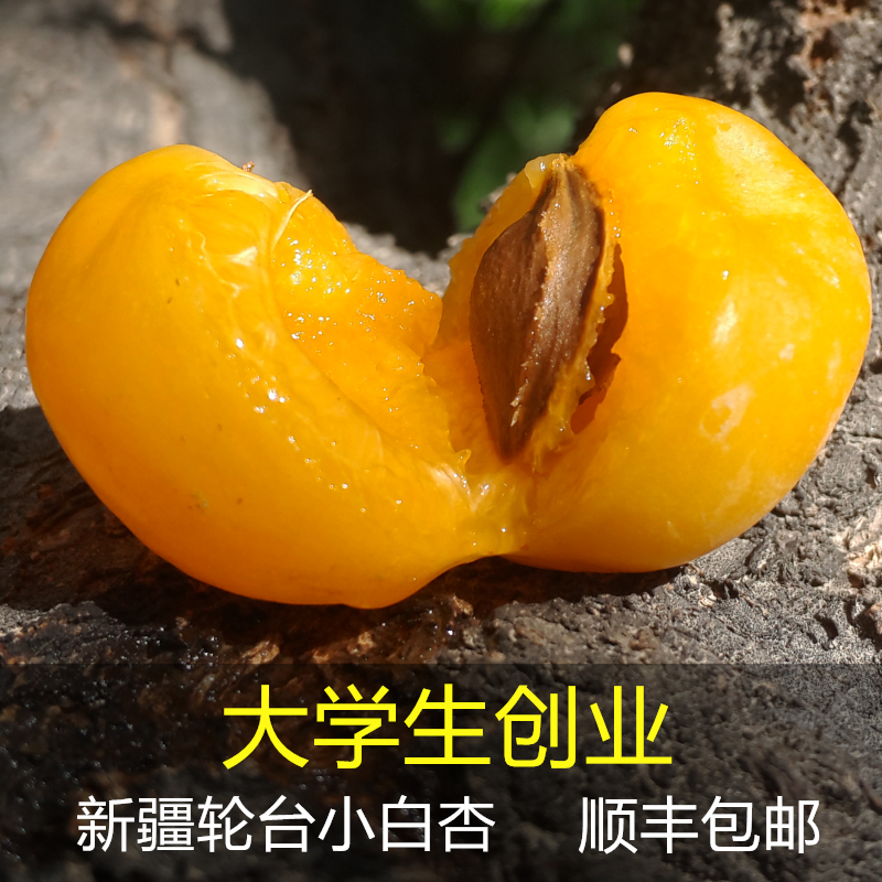 新疆小白杏子幹鮮果 庫車小白杏 輪台杏子新鮮水果杏順豐包郵3斤在類目 水產肉類/新鮮蔬果/熟食, 新鮮水果, 其它中 - 來自Buy2taobao.com提供專業的淘寶代購服務