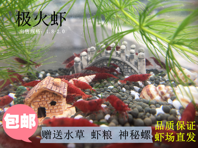 觀賞蝦櫻花極火米蝦淡水蝦活體水晶蝦寵物蝦冷水蝦工具除藻活體蝦在類目 寵物/寵物食品及用品, 水族世界, 蝦中 - 來自Buy2taobao.com提供專業的淘寶代購服務