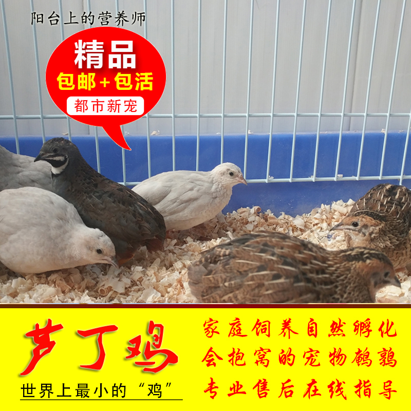 蓝胸鹌鹑活体青年下蛋小鸟迷你宠物鸡芦丁鸡会孵化种蛋桂花雀包邮|msdalam kategori haiwan peliharaan/makanan haiwan dan bekalan, Burung dan bekalan, burung - dari Buy2taobao.com untuk memberikan perkhidmatan ejen Taobao profesional membeli