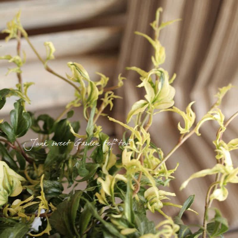 New products Rare Imported Botany For many years Heat Cold-resistant indoor Potted plant Green plant Ivy Alluring womanin the Flower delivery/Flowers simulation/Plants gardening , Flowers/Potted plants (New) , Plants category - from Buy2taobao.com to provide professional Taobao agent buy service