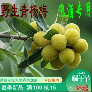 江西野生杨梅正宗新鲜青杨梅现摘现卖泡酒专用孕妇水果小酸梅 3斤